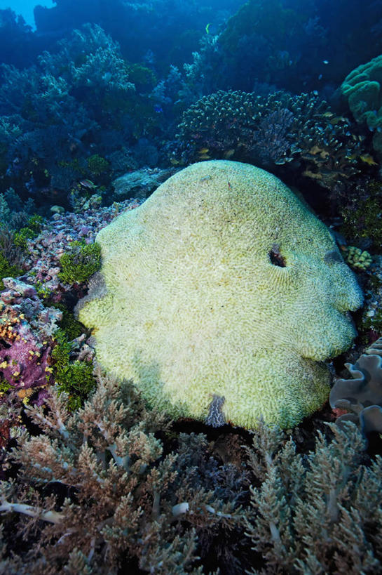 无人,竖图,水下,海洋,全球变暖,野生动物,印度尼西亚,一群,许多,环保,珊瑚,很多,自然,动物,生物,摄影,能源,回收,资源,硬珊瑚,利用,低碳,循环,持续,暗礁,彩图