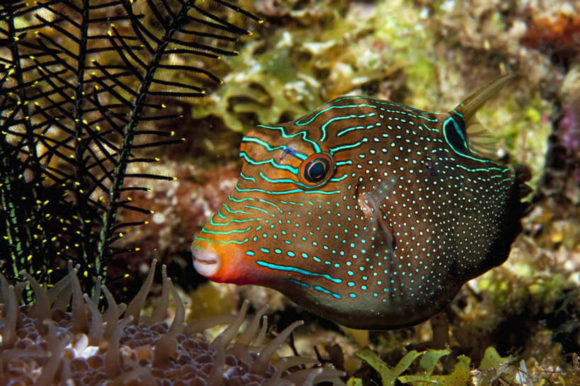 无人,横图,特写,侧面,水下,海洋,野生动物,印度尼西亚,条纹,小的,斑点,鱼类,动物,摄影,河豚,咸水鱼,彩图