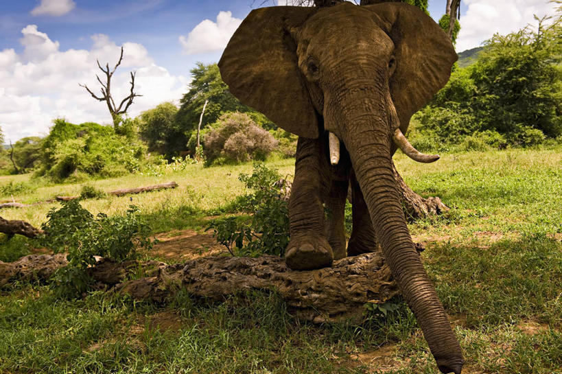 无人,横图,正面,哺乳动物,野生动物,非洲,肯尼亚,长牙,自然,动物,伸手,摄影,生物学,濒危物种,象,彩图,旅行,动物学