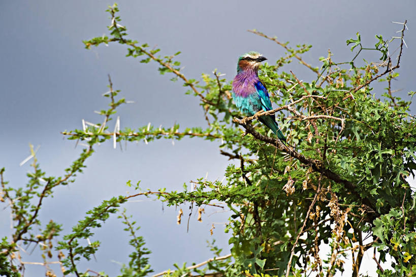 无人,横图,侧面,野生动物,非洲,肯尼亚,鸟类,树,自然,动物,摄影,栖息,生物学,金合欢树,彩图,紫胸佛法僧鸟,动物学