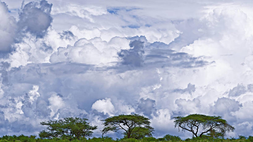 无人,横图,全景,非洲,肯尼亚,云,天气,树,天空,自然,摄影,积雨云,金合欢树,彩图