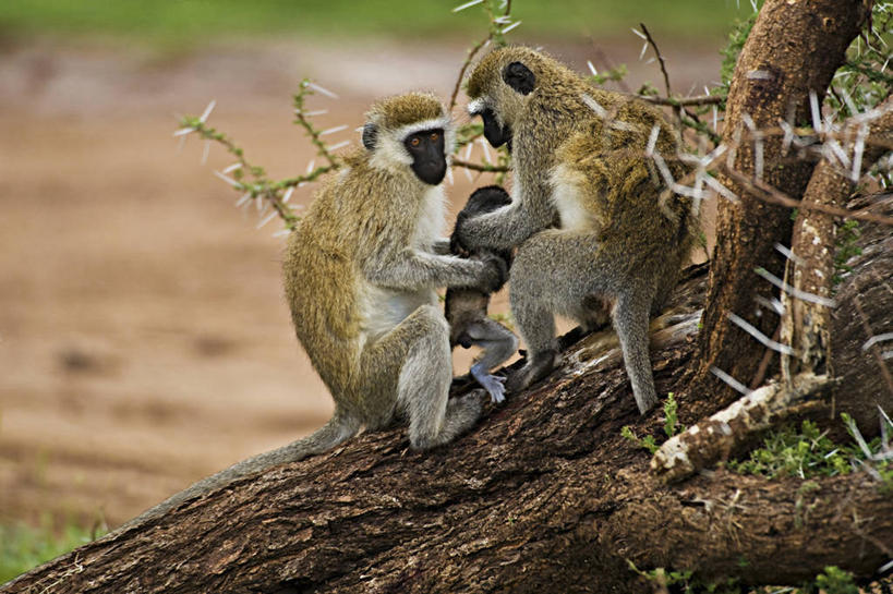 婴儿,无人,横图,哺乳动物,野生动物,猴子,非洲,肯尼亚,三只,连接,树,自然,动物,摄影,生物学,关爱,灵长目,长尾猴,彩图,动物学