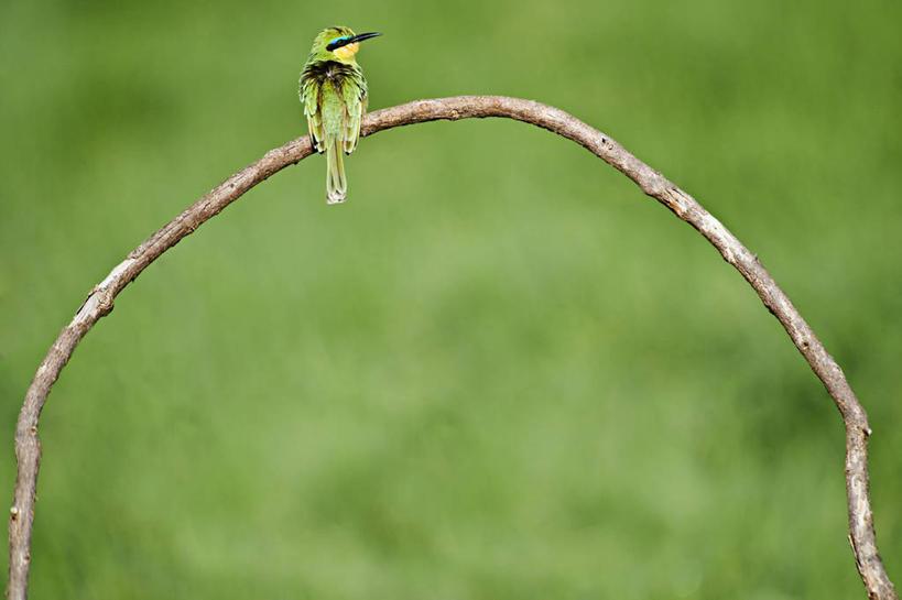 无人,坐,横图,留白,侧面,野生动物,肯尼亚,鸟类,枝,自然,动物,摄影,栖息,生物学,食蜂鸟,彩图,动物学