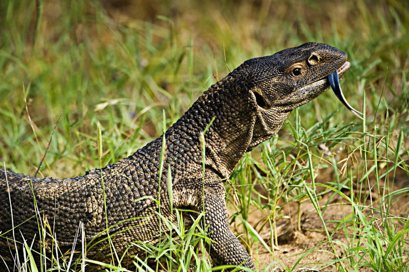 无人,横图,侧面,野生动物,蜥蜴,肯尼亚,自然,动物,摄影,生物学,石龙子,泉龙,猪婆蛇,四脚蛇,蜴,巨蜥,彩图,动物学