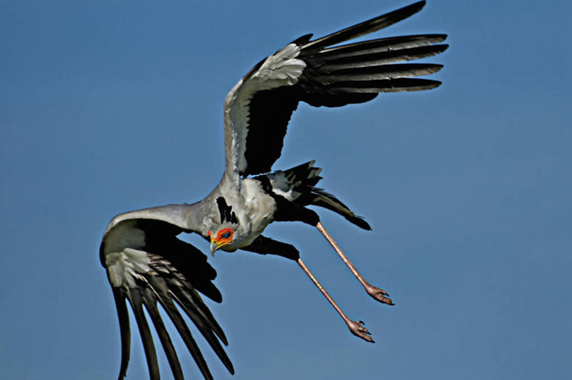 无人,公园,横图,野生动物,羽毛,非洲,肯尼亚,鸟类,飞,自然,动物,摄影,生物学,国家公园,阿非利加洲,蛇鹫,肯尼亚共和国,马赛马拉国家公园,彩图,马赛马拉,马赛马拉国家保护区,马赛马拉国家野生动物保护区,动物学