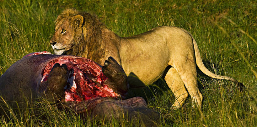无人,公园,吃,横图,全景,侧面,河马,野生动物,狮子,非洲,肯尼亚,捕食,黎明,自然,动物,摄影,死亡,生物学,国家公园,进攻,阿非利加洲,肯尼亚共和国,马赛马拉国家公园,惊骇,喂养,危险,彩图,马赛马拉,马赛马拉国家保护区,马赛马拉国家野生动物保护区,动物学