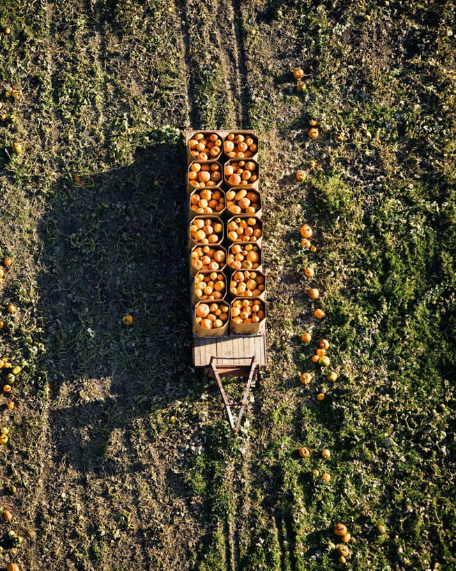 无人,农场,竖图,俯视,航拍,室外,白天,农业,南瓜,美国,田地,万圣节,季节,摄影,鸟瞰,加利福尼亚,改变,隆波克,圣芭芭拉,秋天,彩图,高角度拍摄
