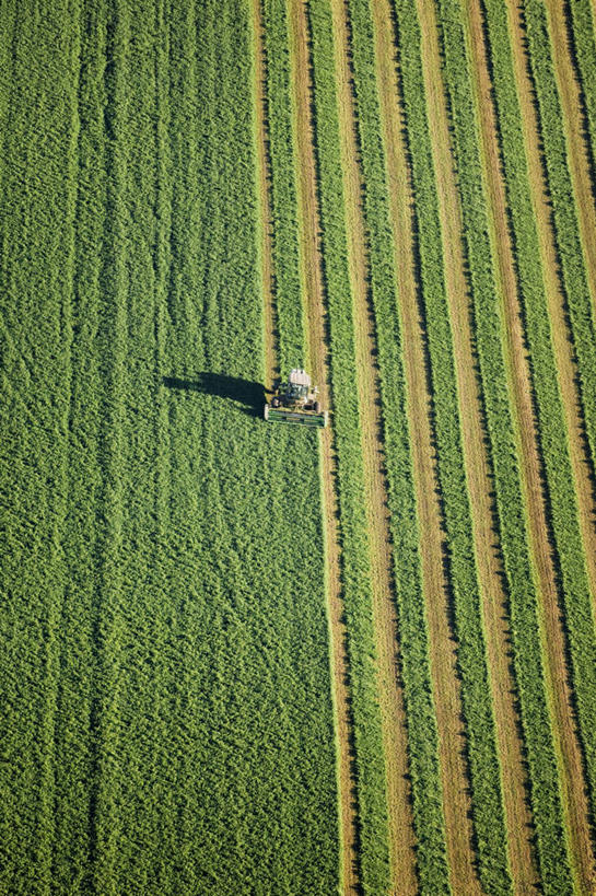 无人,农场,竖图,俯视,航拍,室外,农业,农作物,美国,条纹,田地,干草,绿色,摄影,北美,北美洲,鸟瞰,加利福尼亚,拖拉机,美洲,紫花苜蓿,加州,加利福尼亚州,金州,黄金州,萨克拉门托,北亚美利加洲,亚美利加洲,萨克拉门托县,彩图,高角度拍摄,县治,美利坚合众国,沙加缅度