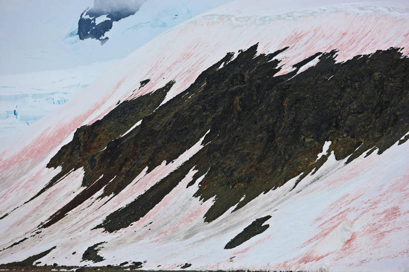 无人,横图,室外,雪,地形,自然,寒冷,摄影,生活方式,气象,气候,藻类,南极洲,南极半岛,岩石,彩图