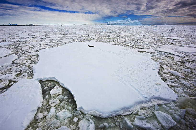 无人,横图,室外,冰山,海洋,哺乳动物,海豹,野生动物,冰,地形,自然,动物,浮冰,摄影,气象,气候,南极洲,南极半岛,濒危物种,豹纹海豹,彩图,广角,冰架