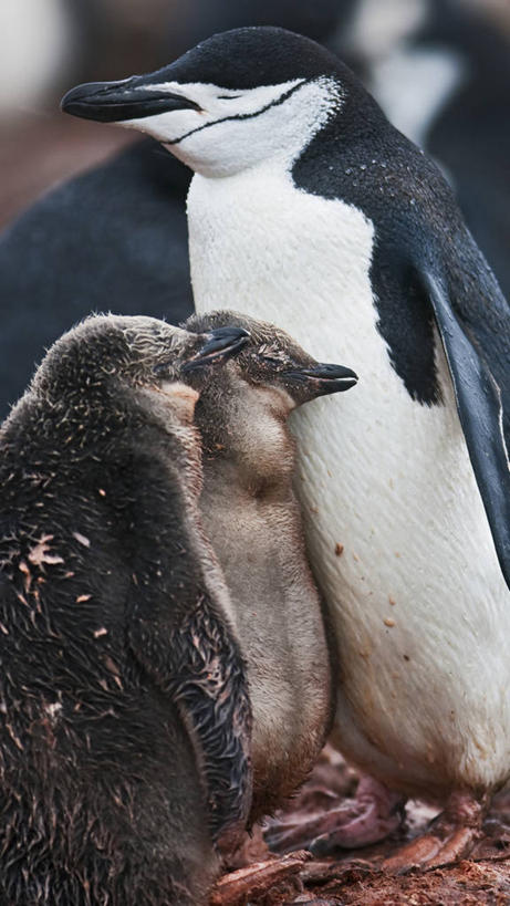 无人,竖图,侧面,企鹅,野生动物,鸟类,小鸟,自然,动物,可爱,摄影,活泼,帽带企鹅,南极洲,贡献,胡须企鹅,颊带企鹅,闭着眼睛,拥抱,彩图