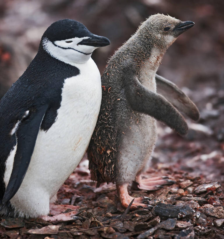 无人,竖图,侧面,企鹅,野生动物,鸟类,小鸟,自然,动物,两只,可爱,摄影,活泼,帽带企鹅,南极洲,贡献,胡须企鹅,颊带企鹅,彩图