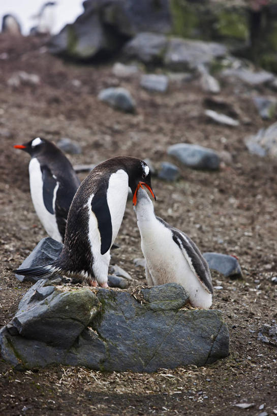 无人,吃,竖图,侧面,企鹅,野生动物,三只,鸟类,鸟巢,小鸟,自然,动物,摄影,关爱,青春期,南极洲,恶心,呕吐,巴布亚企鹅,喂养,贡献,岩石,彩图,反胃