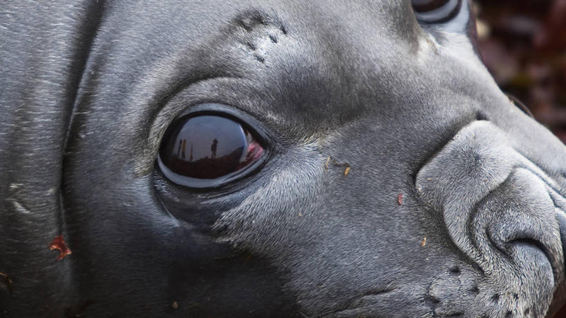 无人,横图,特写,纯洁,哺乳动物,海豹,野生动物,海象,自然,动物,思考,可爱,童年,童趣,摄影,南极洲,童真,烂漫,无邪,濒危物种,天真,彩图,弱点