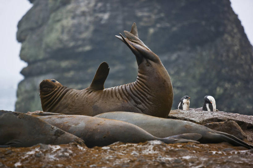 无人,躺,横图,哺乳动物,海豹,企鹅,野生动物,海象,鸟类,尾巴,尾鳍,自然,动物,摄影,鳍,南极洲,蜕皮,巴布亚企鹅,彩图