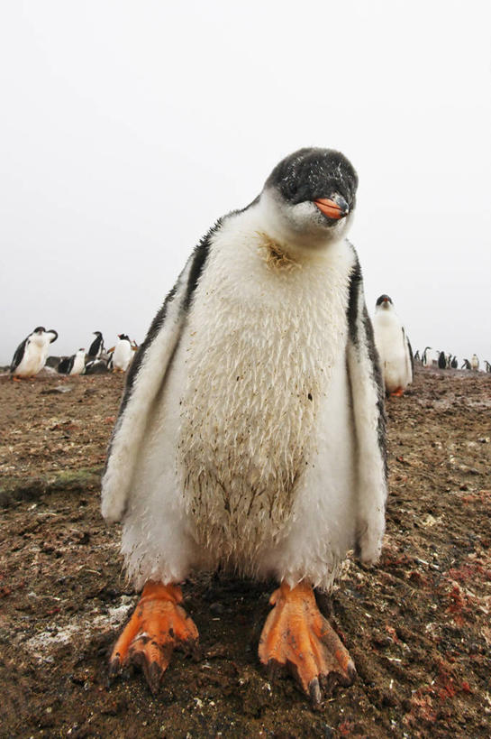 无人,竖图,室外,企鹅,野生动物,一群,许多,鸟类,很多,小鸟,自然,动物,摄影,环境,南极洲,巴布亚企鹅,睡觉,彩图