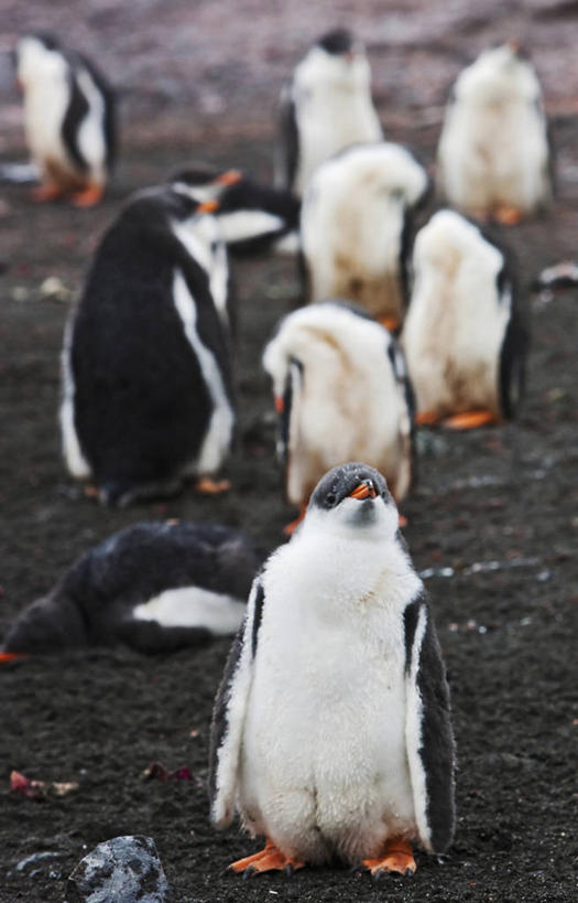 无人,竖图,室外,企鹅,野生动物,鸟类,小鸟,自然,动物,摄影,南极洲,巴布亚企鹅,彩图