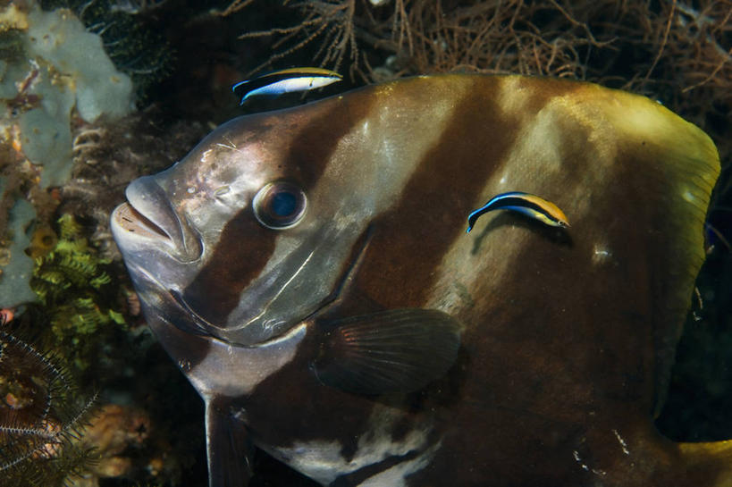 无人,横图,侧面,水下,野生动物,印度尼西亚,鱼,珊瑚,鱼类,海洋生物,动物,摄影,蝙蝠鱼,水生动物,水生物,海底动物,西巴布亚省,暗礁,彩图,圆翅燕鱼,霓虹刺鳍鱼,清洁鱼,鱼大夫,鱼医生