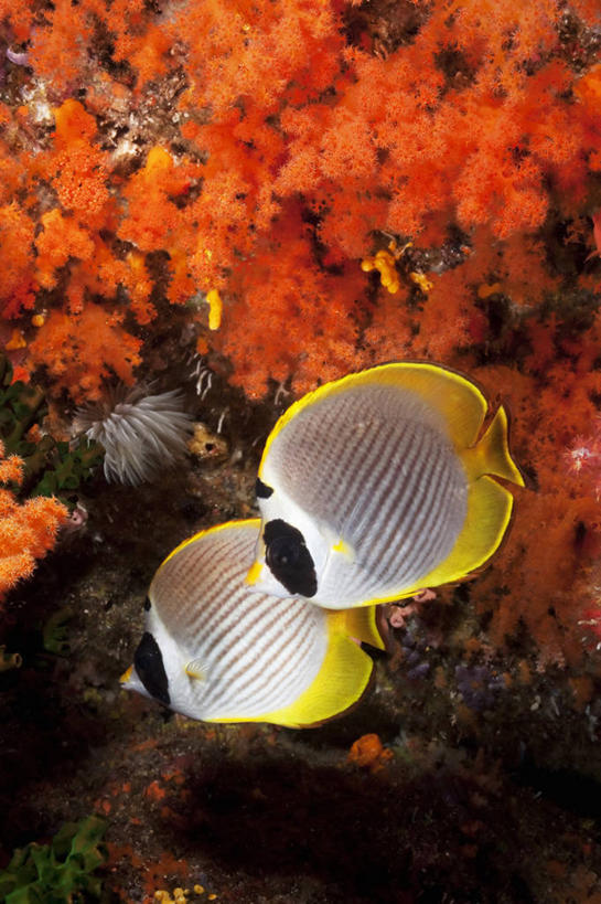 无人,竖图,侧面,团队,水下,野生动物,印度尼西亚,鱼类,动物,两只,模仿,摄影,软珊瑚,蝴蝶鱼,西巴布亚省,彩图