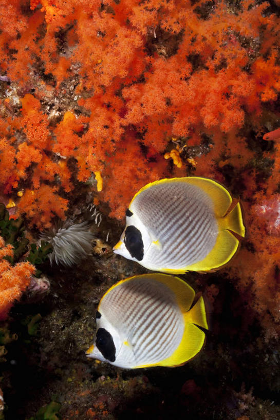 无人,竖图,侧面,团队,水下,野生动物,印度尼西亚,鱼类,动物,两只,模仿,摄影,软珊瑚,蝴蝶鱼,西巴布亚省,彩图