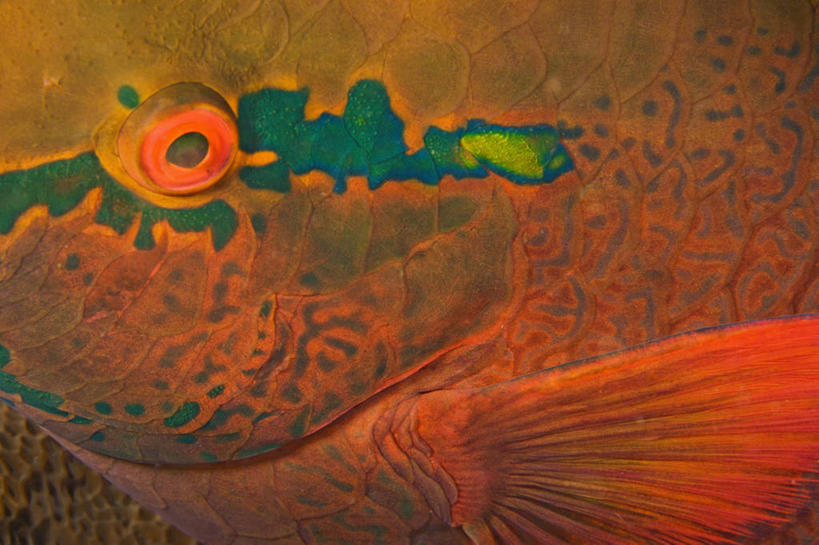 无人,横图,特写,野生动物,泰国,动物,橙色,摄影,鳍,安达曼海,睡觉,彩图