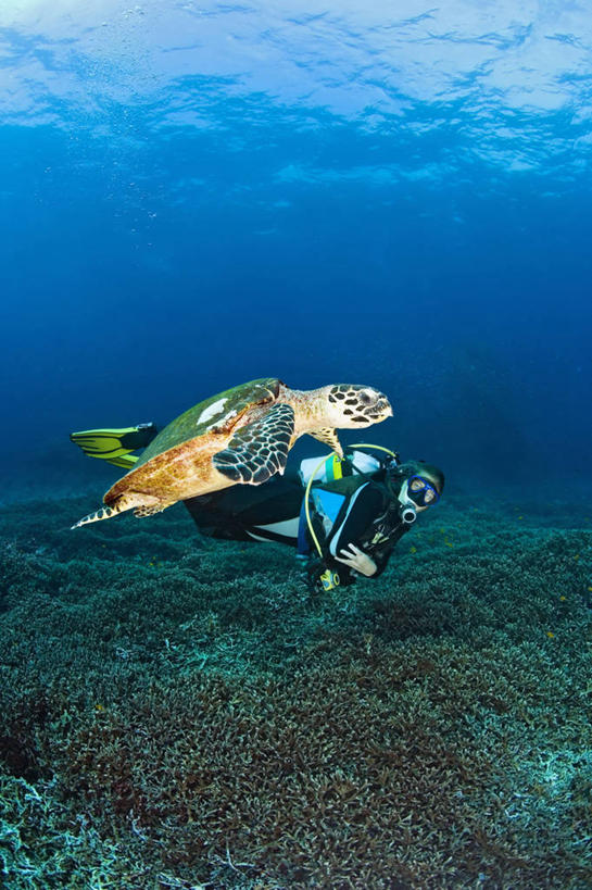 游泳,西方人,成年人,中年人,一个人,竖图,留白,侧面,野生动物,欧洲,泰国,欧洲人,仅一个女性,仅一个人,珊瑚,普吉岛,动物,仅一个中年女性,摄影,玳瑁,英国文化,安达曼海,濒危物种,女人,女性,中年女性,白种人,暗礁,休闲活动,彩图,旅行,水肺潜水,好奇心