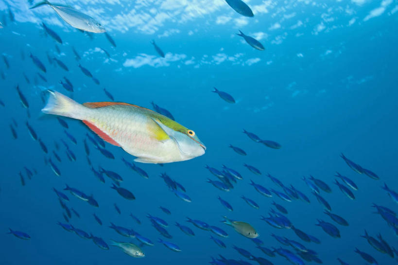 游泳,无人,横图,野生动物,洪都拉斯,鱼类,动物,摄影,彩图