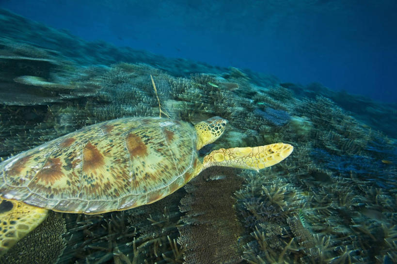 游泳,无人,横图,运动模糊,野生动物,马来西亚,珊瑚,动物,摄影,绿蠵龟,沙巴州,濒危物种,暗礁,彩图