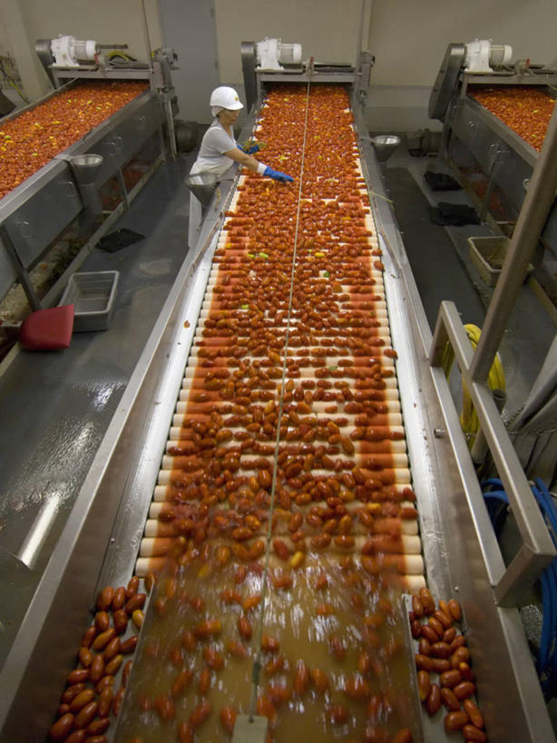 西方人,成年人,中年人,一个人,工厂,竖图,俯视,室内,白天,农业,技术,水,西红柿,欧洲,美国,欧洲人,仅一个女性,仅一个人,食品,天空,仅一个中年女性,工业,摄影,组织,北美,北美洲,加利福尼亚,美洲,漏勺,发展,加州,加利福尼亚州,金州,黄金州,萨克拉门托,北亚美利加洲,亚美利加洲,萨克拉门托县,女人,女性,中年女性,白种人,洗涤,彩图,高角度拍摄,县治,美利坚合众国,沙加缅度