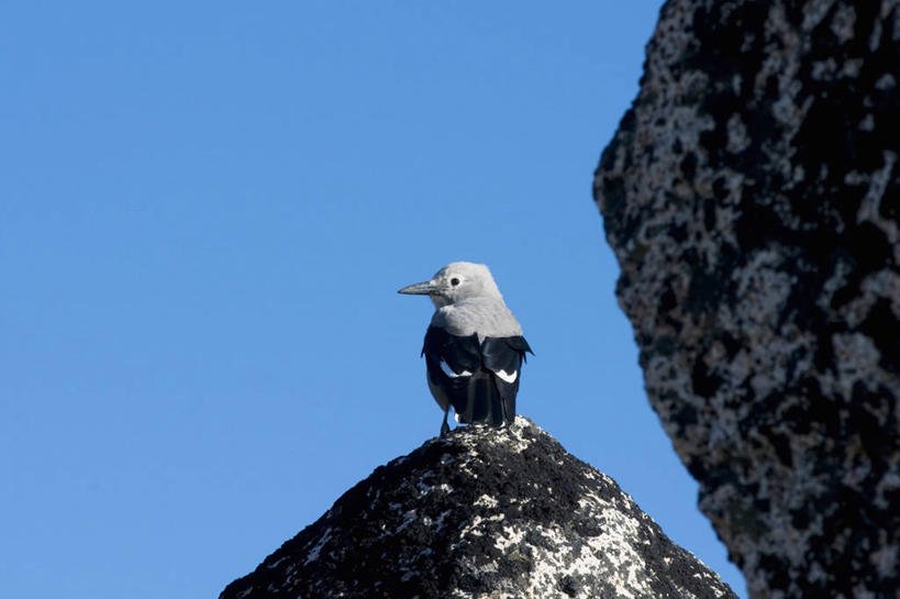 无人,横图,室外,留白,侧面,鸟,野生动物,美国,鸟类,捕食,自然,动物,摄影,生物学,北美,北美洲,美洲,华盛顿州,卡斯基德山脉,北亚美利加洲,亚美利加洲,星鸦,彩图,美利坚合众国