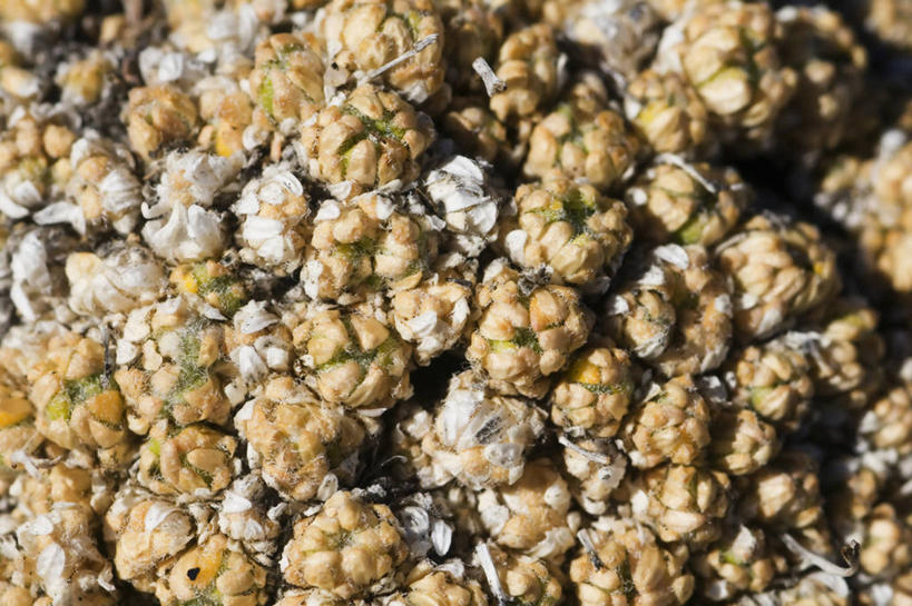 无人,横图,室外,特写,美国,野花,花,自然,摄影,北美,北美洲,美洲,华盛顿州,卡斯基德山脉,北亚美利加洲,亚美利加洲,彩图,美利坚合众国