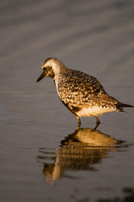 无人,竖图,室外,侧面,水,野生动物,美国,鸟类,捕食,自然,动物,摄影,生物学,鸻,彩图