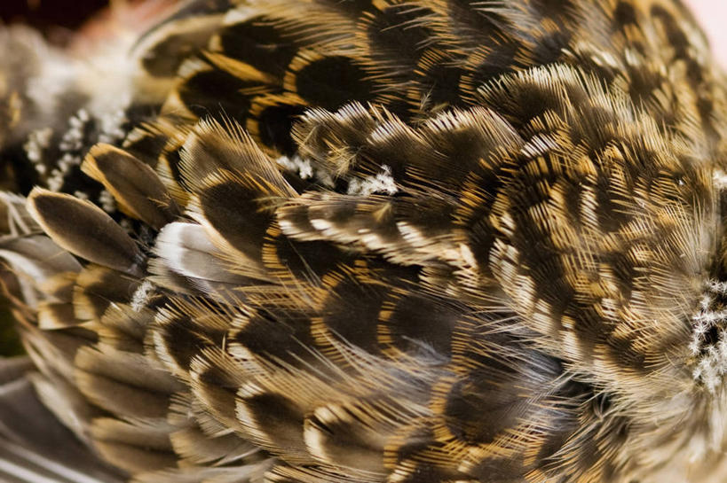 无人,横图,特写,野生动物,羽毛,美国,鸟类,小鸟,自然,动物,摄影,迁徙,鸻,彩图,冻原