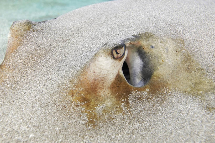 无人,横图,特写,水下,海洋,野生动物,加勒比海,科学,鱼,沙子,鱼类,海洋生物,自然,动物,摄影,生物学,隐藏,水生动物,水生物,伪装,海底动物,魟鱼,魔鬼鱼,蝠鲼,彩图,动物学,鳃