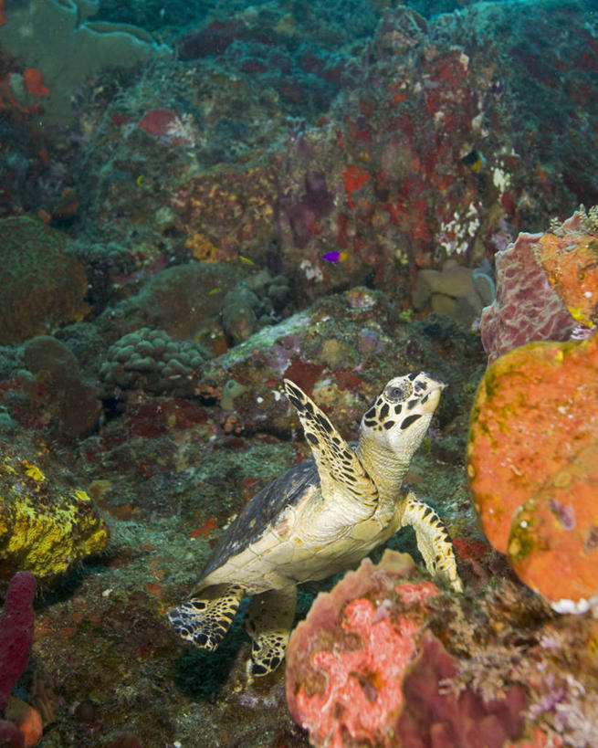 无人,竖图,侧面,水下,海洋,野生动物,加勒比海,科学,珊瑚,自然,动物,摄影,玳瑁,生物学,绿蠵龟,濒危物种,暗礁,海龟,彩图,动物学,生态多样性
