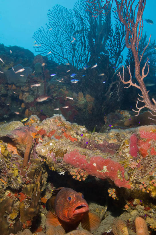 无人,竖图,水下,海洋,野生动物,加勒比海,科学,珊瑚,鱼类,自然,动物,摄影,生物学,暗礁,彩图,动物学,生态多样性