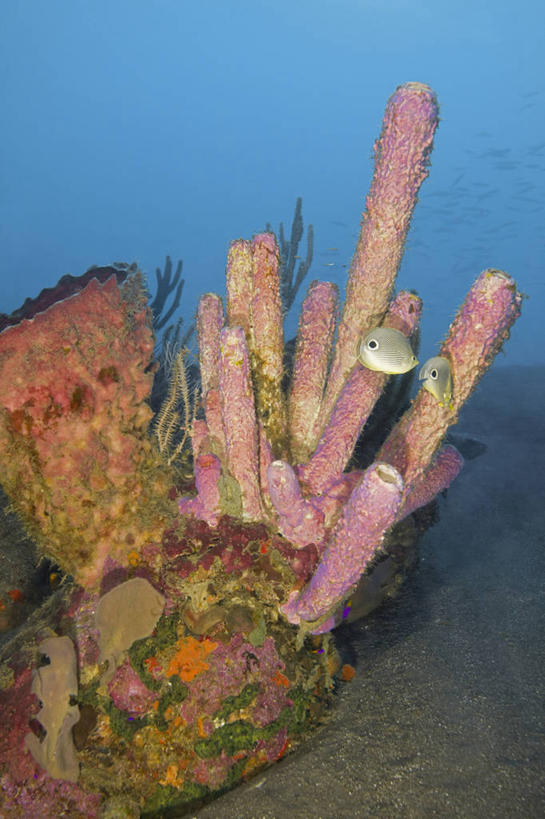 无人,竖图,水下,海洋,野生动物,加勒比海,科学,海绵,珊瑚,鱼类,自然,动物,摄影,生物学,蝴蝶鱼,暗礁,彩图,动物学,生态多样性