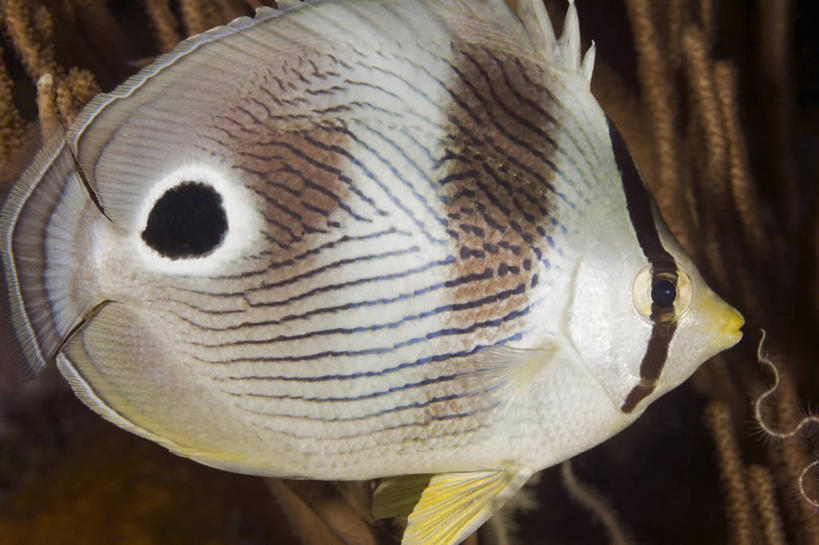 无人,横图,特写,侧面,水下,海洋,野生动物,加勒比海,科学,鱼类,自然,动物,摄影,生物学,蝴蝶鱼,彩图,动物学
