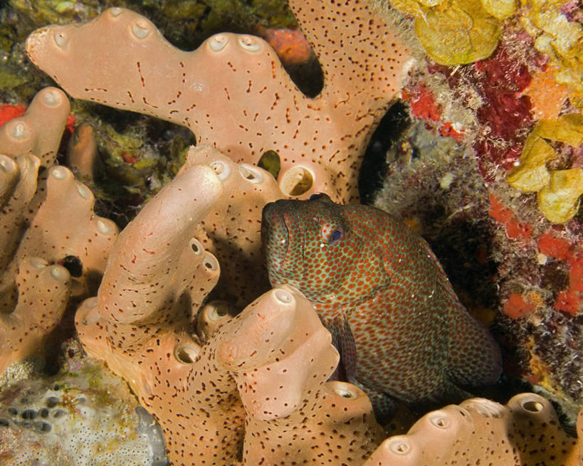 无人,横图,水下,海洋,野生动物,加勒比海,科学,海绵,珊瑚,鱼类,自然,动物,摄影,生物学,暗礁,彩图,动物学,生态多样性