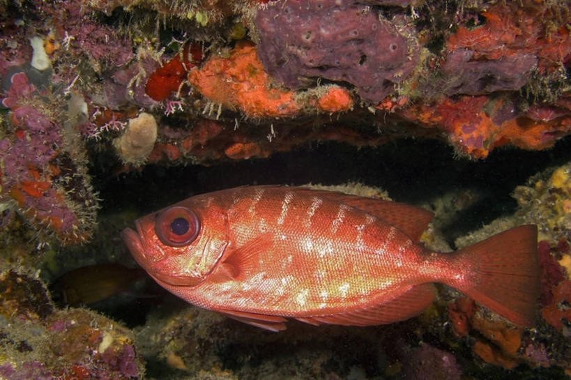 无人,横图,侧面,水下,海洋,野生动物,加勒比海,科学,海绵,鱼类,自然,动物,摄影,生物学,暗礁,彩图,动物学