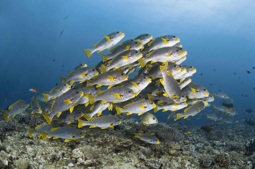 无人,横图,水下,海洋,野生动物,巴布亚新几内亚,一群,许多,科学,鱼,珊瑚,很多,教育,鱼类,自然,动物,教,摄影,鲈鱼,生物学,花鲈,鲈板,鲈子鱼,暗礁,彩图,动物学