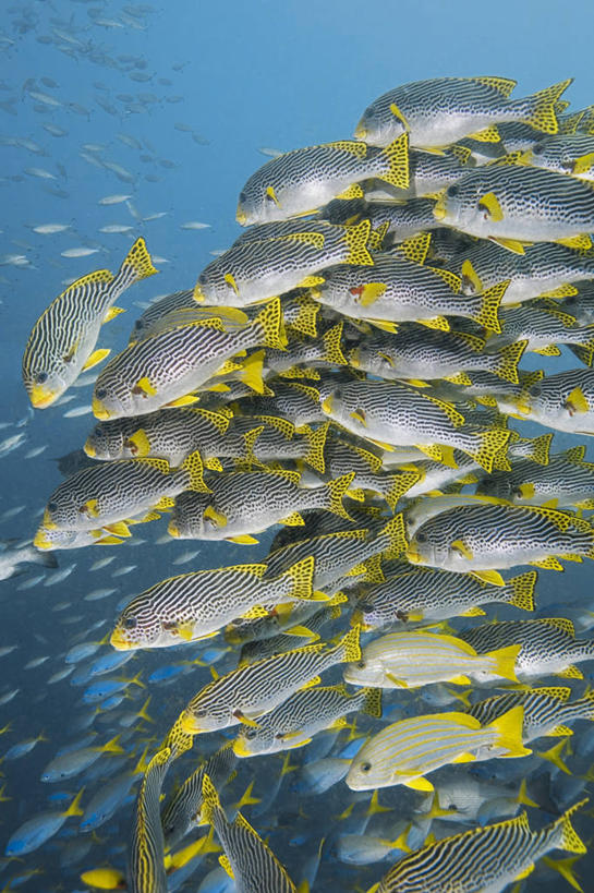 无人,竖图,水下,海洋,野生动物,巴布亚新几内亚,一群,许多,科学,鱼,很多,教育,鱼类,自然,动物,教,摄影,鲈鱼,生物学,花鲈,鲈板,鲈子鱼,彩图,动物学