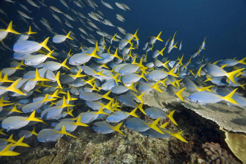 无人,横图,水下,海洋,野生动物,巴布亚新几内亚,一群,许多,科学,很多,教育,鱼类,自然,动物,教,摄影,生物学,彩图,动物学