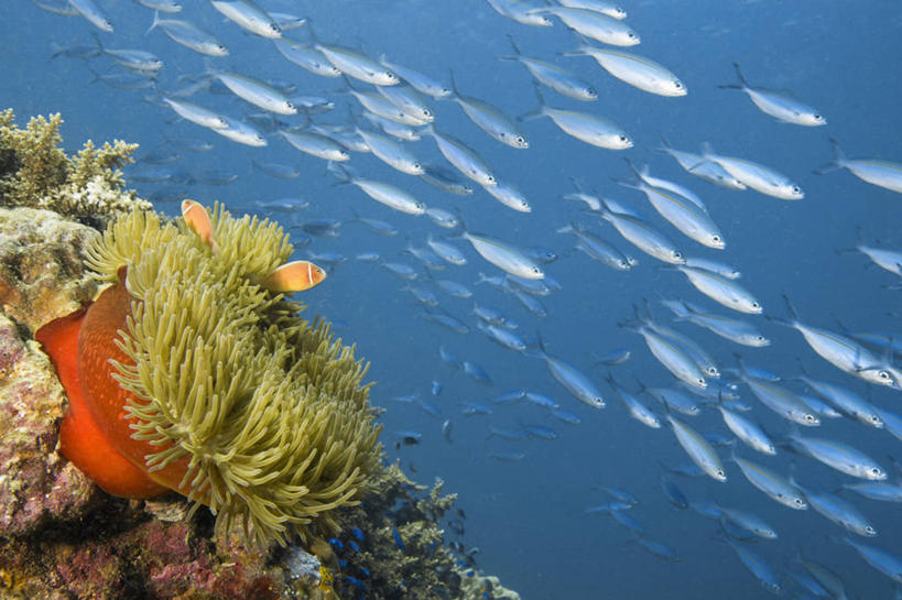 无人,横图,水下,海洋,海葵,野生动物,巴布亚新几内亚,一群,许多,士兵,科学,珊瑚,很多,教育,鱼类,海洋生物,无脊椎动物,自然,动物,教,摄影,腔肠动物,太平洋,生物学,海葵鱼,金贝湾,暗礁,彩图,动物学