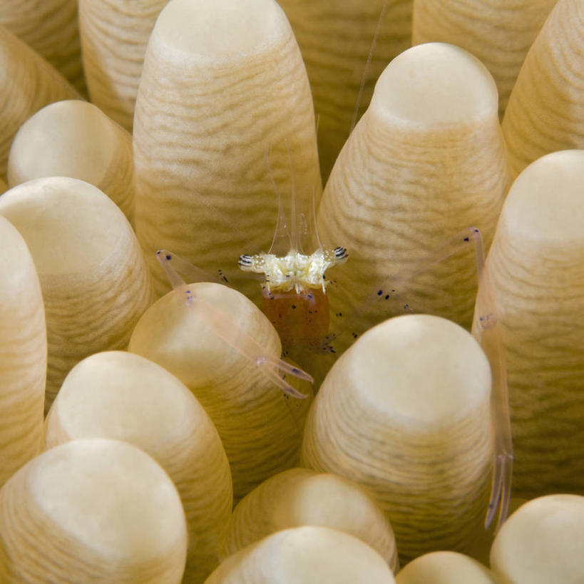 无人,方图,特写,水下,海洋,海葵,野生动物,巴布亚新几内亚,科学,虾,自然,动物,两只,摄影,太平洋,生物学,金贝湾,清洁虾,彩图,动物学