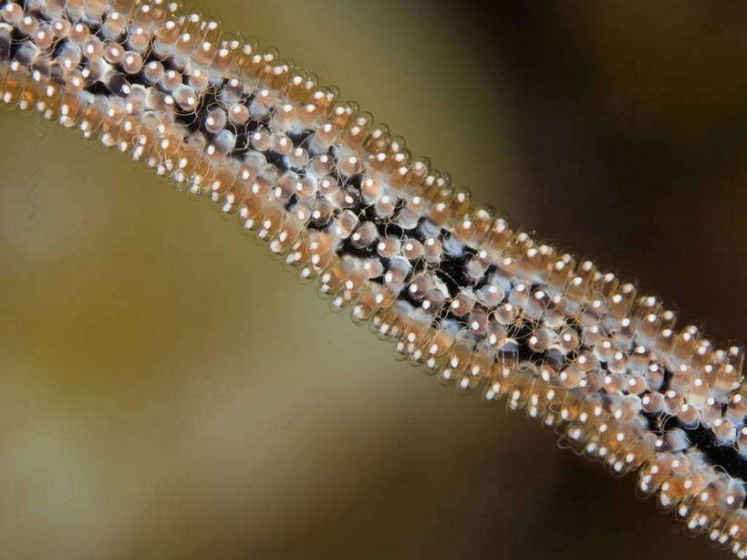 无人,横图,特写,水下,海洋,野生动物,巴布亚新几内亚,许多,科学,很多,自然,动物,摄影,太平洋,生物学,幼虫,卵,彩图,动物学