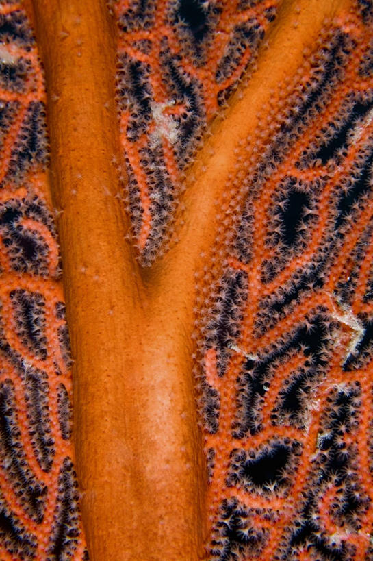 无人,竖图,特写,水下,海洋,野生动物,巴布亚新几内亚,海洋生物,无脊椎动物,自然,动物,摄影,腔肠动物,太平洋,柳珊瑚,金贝湾,珊瑚虫,石帆,海团扇,彩图,动物学