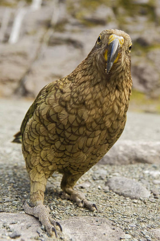 无人,竖图,室外,正面,旅游,度假,鸟,野生动物,鹦鹉,新西兰,鸟类,娱乐,自然,动物,享受,休闲,放松,可爱,摄影,活泼,生态,观赏鸟,新西兰南岛,濒危物种,彩图,旅行,动物学