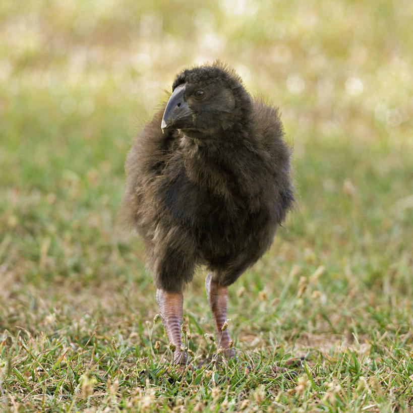 无人,方图,室外,正面,侧面,旅游,度假,野生动物,新西兰,鸟类,小鸟,娱乐,自然,动物,享受,休闲,放松,摄影,生态,濒危物种,彩图,旅行