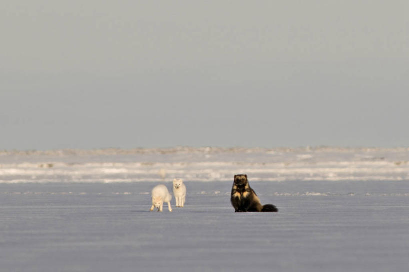 无人,横图,室外,留白,全球变暖,哺乳动物,狐狸,野生动物,鼬鼠,美国,三只,捕食,自然,动物,浮冰,休息,摄影,环境,生物学,北极狐,狡猾,狡诈,黄鼬,狼獾,黄鼠狼,彩图,波弗特海